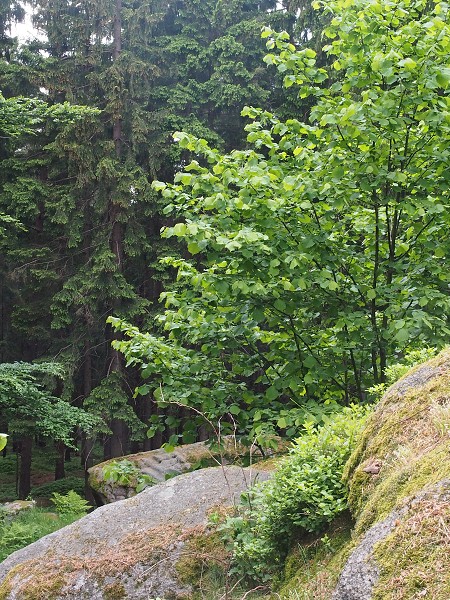 Ausflug zum Hohen Stein und zu den Bisons 31.5.2015