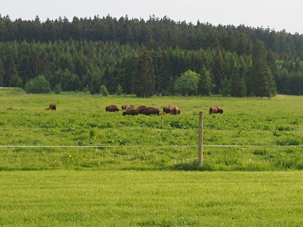 Ausflug zum Hohen Stein und zu den Bisons 31.5.2015