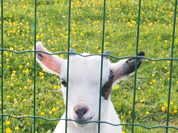 Ausflug zum Hohen Stein und zu den Bisons 31.5.2015