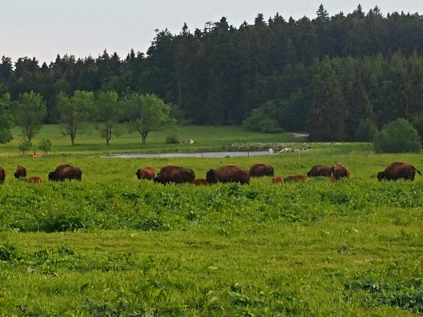 Ausflug zum Hohen Stein und zu den Bisons 31.5.2015